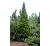 Пихта белая Пирамидалис (Abies alba "Pyramidalis") С 5